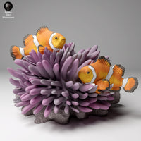 Anml-240501 common clownfish (カクレクマノミ)