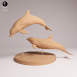 Anml-260209 Common bottlenose dolphins（ハンドウイルカ）