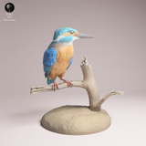 Anml-260604 Common Kingfisher（カワセミ）