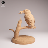 Anml-260604 Common Kingfisher（カワセミ）