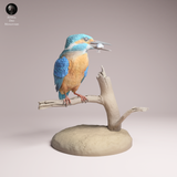 Anml-260604 Common Kingfisher（カワセミ）