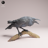 Anml-260606 Common Raven（カラス）