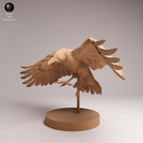 Anml-260607 Common Raven Fly（カラス）