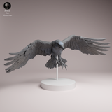 Anml-260607 Common Raven Fly（カラス）