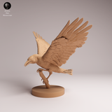 Anml-260608 Common Raven landing（カラス）