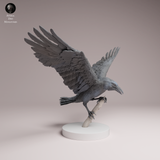Anml-260608 Common Raven landing（カラス）