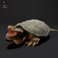 Anml-230906 common snapping turtle aggressive