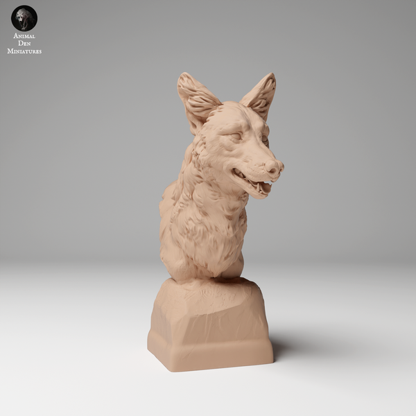 Anml-241102 Coyote bust