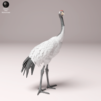 Anml-241009 red crowned crane 鶴