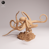 Anml-251003 Day octopus swim