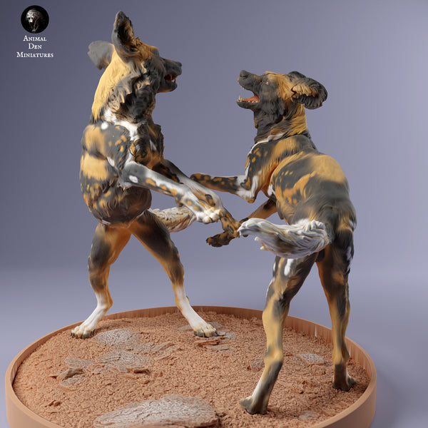 Anml-240212 painted dogs play（リカオン）