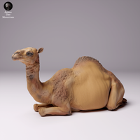 Anml-240704 dromedary camel female lying（ヒトコブラクダのメス）