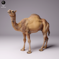 Anml-240705 dromedary camel male（ヒトコブラクダのオス）