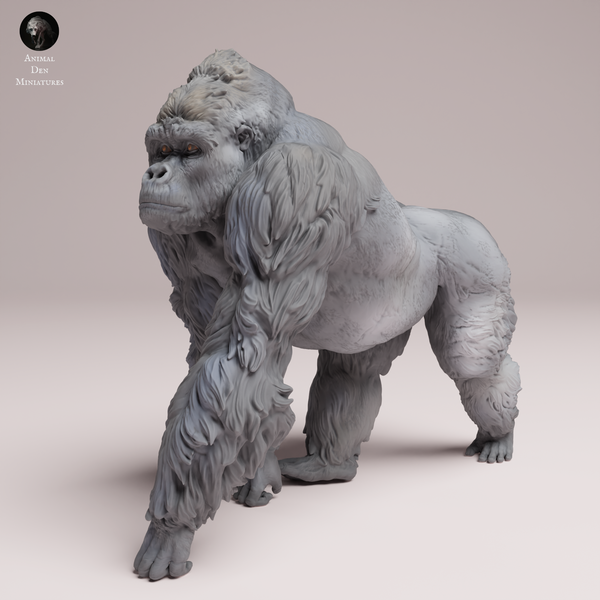 Anml-250711 grauers gorilla silverback（イースタン ローランド ゴリラ）