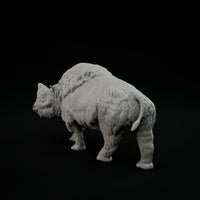 DinD-231201 elasmotherium