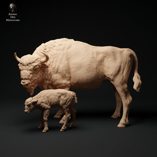 Anml-231102 european bison cow and calf