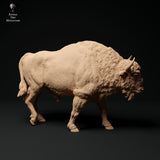 Anml-231105 european bison walk