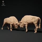 Anml-231104 european bison fight