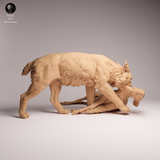 Anml-260702 Eurasian Lynx prey（オオヤマネコ）
