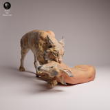 Anml-260702 Eurasian Lynx prey（オオヤマネコ）