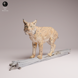 Anml-260703 Eurasian Lynx tree（オオヤマネコ）