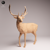 Anml-260101 European fallow deer（ダマジカ）