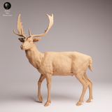 Anml-260101 European fallow deer（ダマジカ）