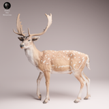Anml-260101 European fallow deer（ダマジカ）
