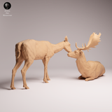 Anml-260102 European fallow deer and doe（ダマジカ）