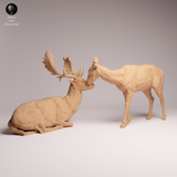 Anml-260102 European fallow deer and doe（ダマジカ）