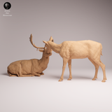 Anml-260104 European fallow doe and fawn（ダマジカ）