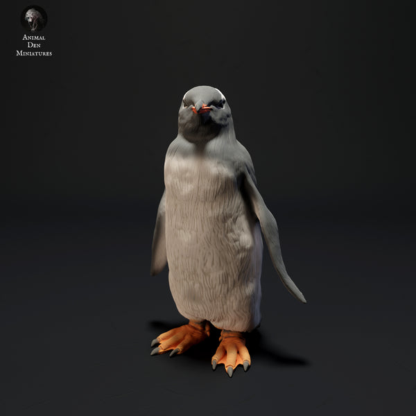 Anml-230701 gentoo penguin