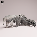 Anml-251104 Giant Anteater with pup（オオアリクイ）