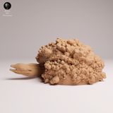 Anml-251005 giant morray eel （ドクウツボ）