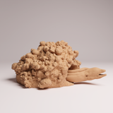 Anml-251005 giant morray eel （ドクウツボ）