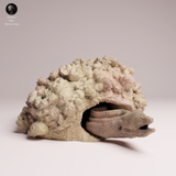 Anml-251005 giant morray eel （ドクウツボ）