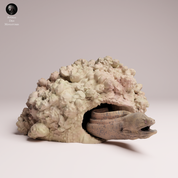 Anml-251005 giant morray eel （ドクウツボ）