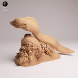 Anml-251004 giant morray eel（ドクウツボ）