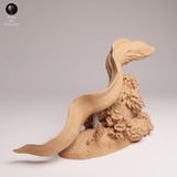 Anml-251004 giant morray eel（ドクウツボ）