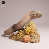 Anml-251004 giant morray eel（ドクウツボ）