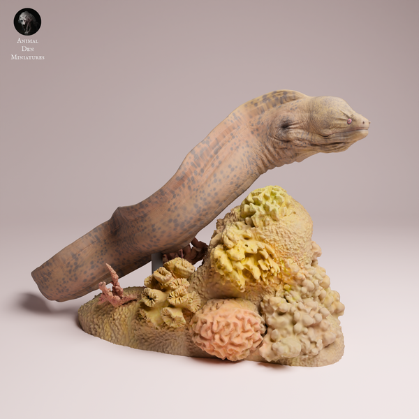 Anml-251004 giant morray eel（ドクウツボ）