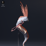 Anml-260901 Giant Oarfish（リュウグウノツカイ）