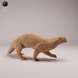 Anml-260801 Giant Otter（オオカワウソ）