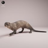 Anml-260801 Giant Otter（オオカワウソ）