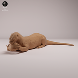 Anml-260802 Giant Otter eating（オオカワウソ）