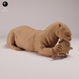 Anml-260802 Giant Otter eating（オオカワウソ）