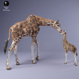 Anml-240214 rothschilds giraffe female with calf（ウガンダキリン）
