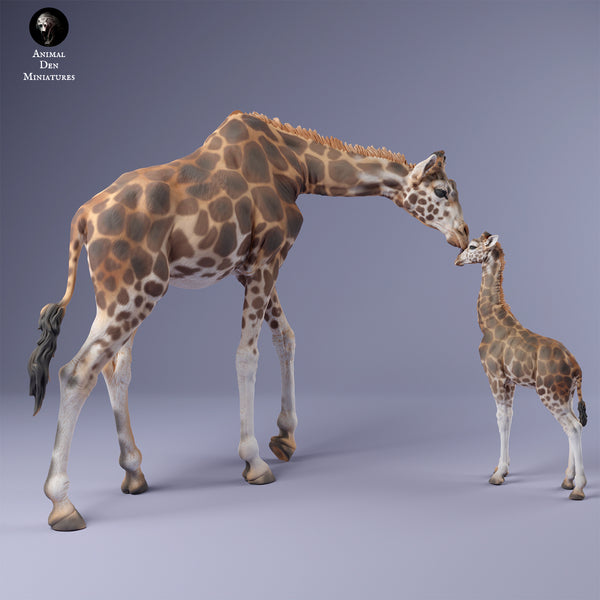 Anml-240214 rothschilds giraffe female with calf（ウガンダキリン）