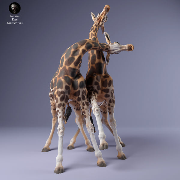 Anml-240216 rothschilds giraffe males fight（ウガンダキリン）
