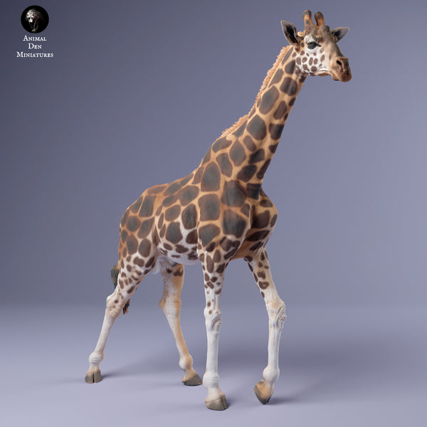 Anml-240215 rothschilds giraffe male walk（ウガンダキリン）